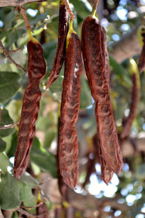 Carobs and green leaves の写真素材
