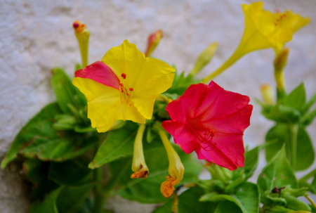 Small colorful flowers and leavesの写真素材