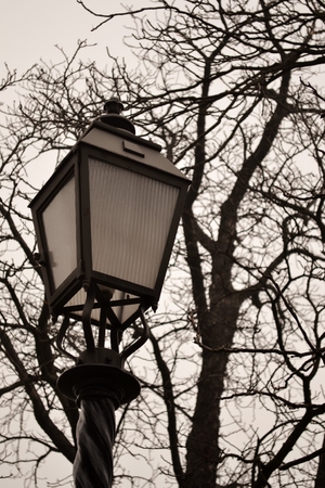 Street lamp and tree の写真素材
