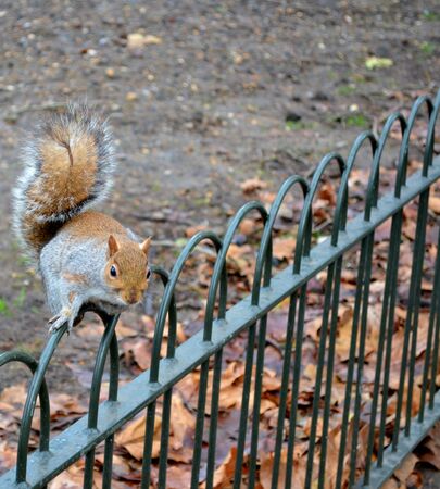 Wild squirrel from a parkの写真素材