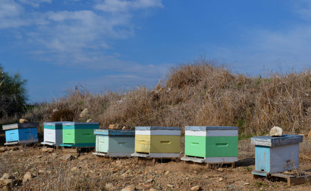 Bee hives and blue sky