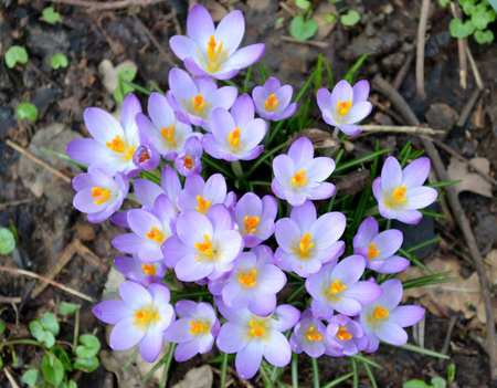 Wild purple crocus and grass
