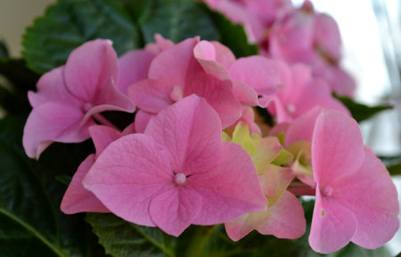 Pink hydrangea flower and leaves 