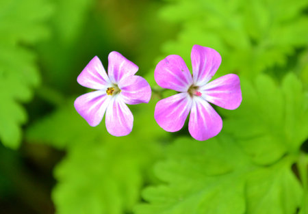Herb Robert flowers and green leaves 