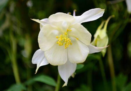Aquilegia flabellata flowers with green background の写真素材