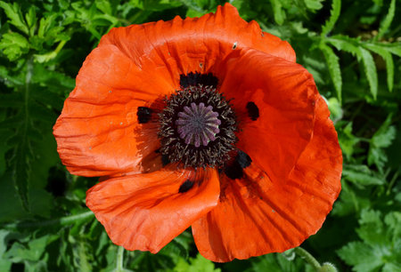 Big red poppy flowerの写真素材