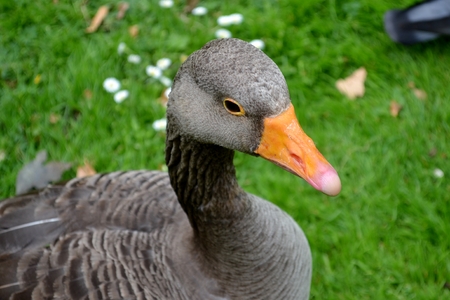 Grey goose portraitの写真素材