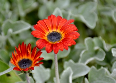 Bloomed fresh daisy flowers and leavesの写真素材