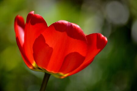 Details from fresh tulips and backgroundの写真素材