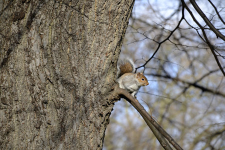 Wild squirrel on tree branch