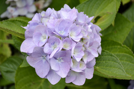 Detail of hortensia flowers with leaves