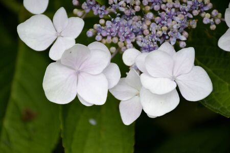 Detail of hortensia flowers with leavesの写真素材