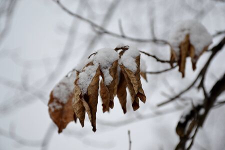 Frozen tree branch with snowの写真素材
