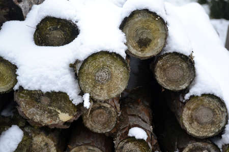 Pile of wood with snowの写真素材