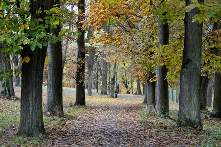 Details from park in autumn with cloudy skyのeditorial素材