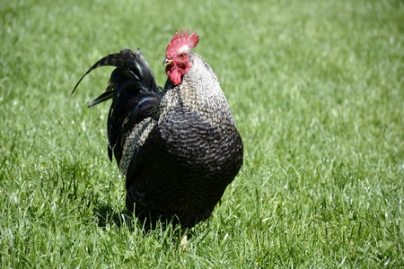 Portrait of a wild rooster outdoors and grassの写真素材