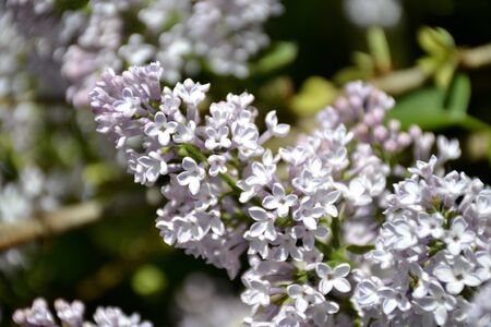 Detail from lilac flowers and leavesの写真素材