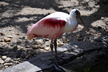 Portrait of a roseate spoonbill bird standing outdoorsの写真素材