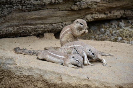 Details from wild prairie dogs and sandの写真素材
