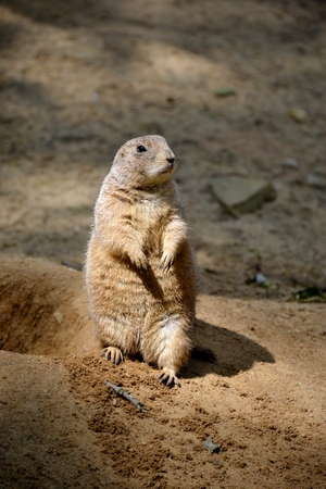 Details from wild prairie dogs and sandの写真素材