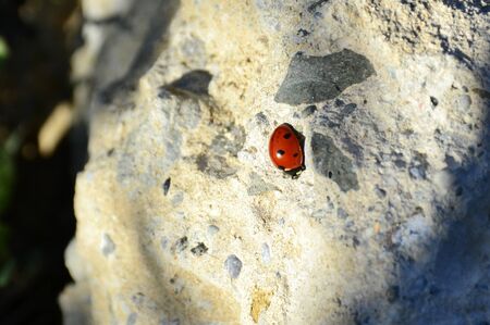 Details of a ladybug on a rockの写真素材