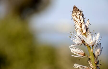 Detail of a asphodel flower and backgroundの写真素材
