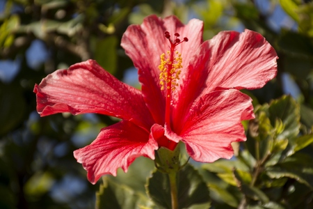 Details of wild red hibiscus flower and green leavesの写真素材