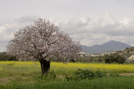Details of wild blooming almond trees and backgroundの写真素材