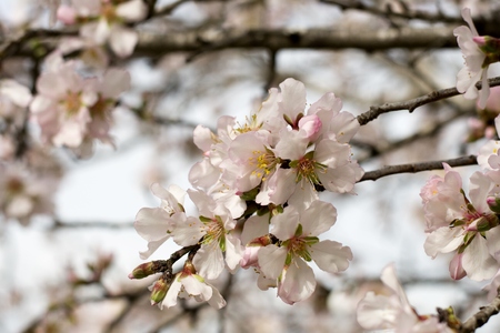 Details of wild blooming almond trees and backgroundの写真素材