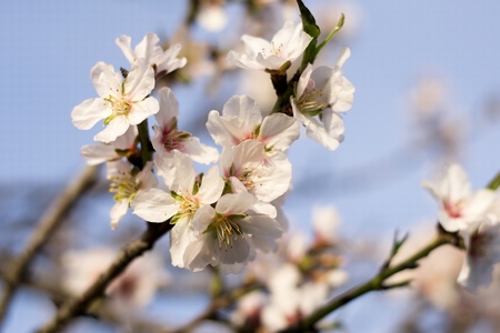 Details of wild blooming almond trees and backgroundの写真素材