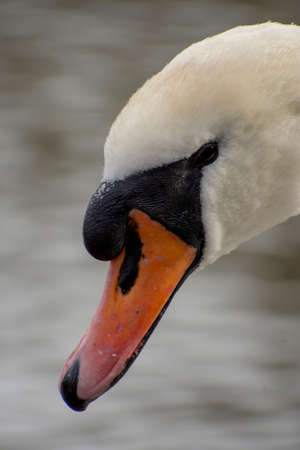 Details of a wild white swan and water reflections from a lakeの写真素材