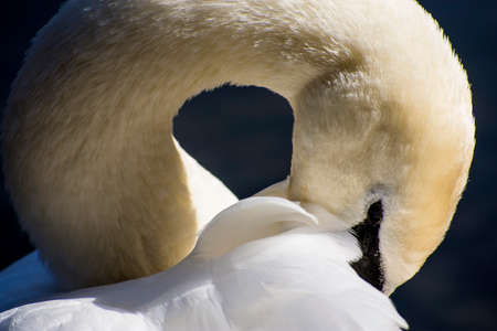 Details of a wild white swan and water reflections from a lakeの写真素材