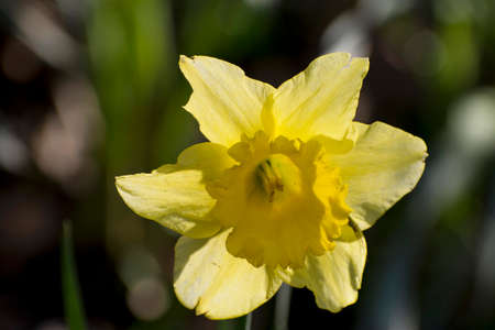 Details of a wild yellow daffodil flower with a backgroundの写真素材
