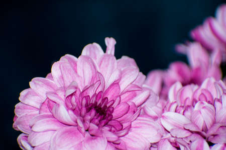 Details of bright pink chrysanthemumsの写真素材