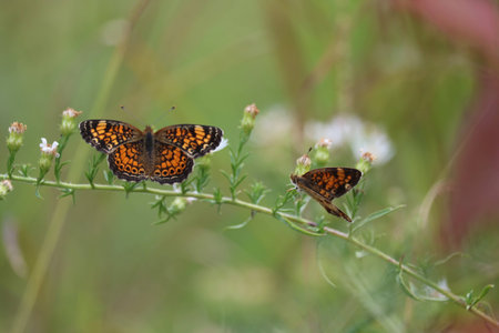 butterfly on asterの写真素材