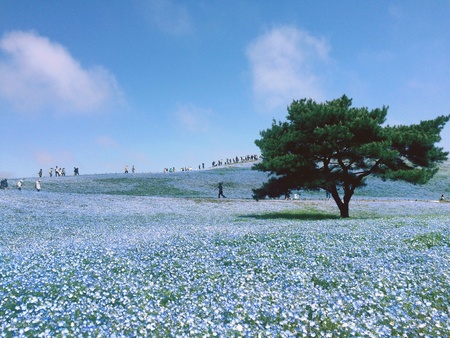 Blue and Greenの素材