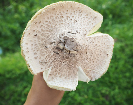 mushroomの写真素材