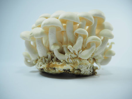 mushroomの写真素材