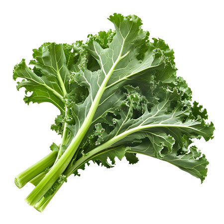 Rapini broccoli rabe isolated on transparent backgroundの素材