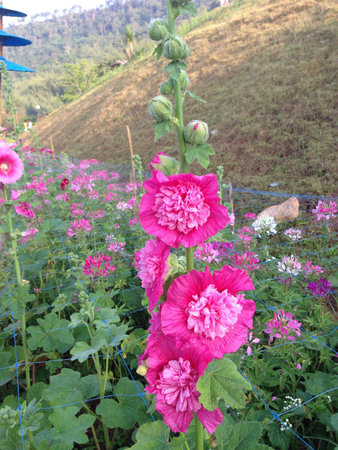 Pink flowerの素材