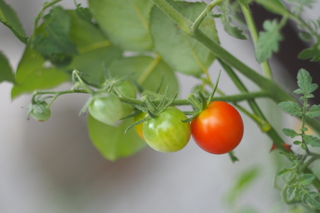 The fresh tomato and green leafの写真素材