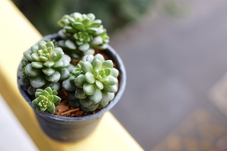 A little green tree in pot at window viewの素材