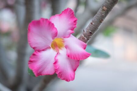 Closeup of Desert Rose Tropical flower (Also called Impala Lily, Mock Azalea, Pink adenium) on a tree or Impala Lily beautiful Pink adenium in the garden;の写真素材