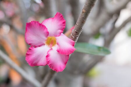 Closeup of Desert Rose Tropical flower (Also called Impala Lily, Mock Azalea, Pink adenium) on a tree or Impala Lily beautiful Pink adenium in the gardenの写真素材