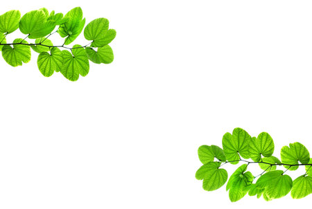 Green leaves with branch isolate white backgroundの写真素材