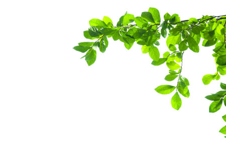 Green leaves isolate on white backgroundの写真素材