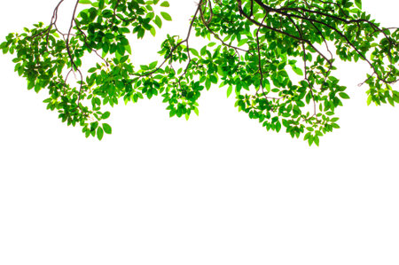 Green leaves isolate on white backgroundの写真素材