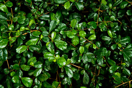 Green leaves texture top view backgroundの写真素材
