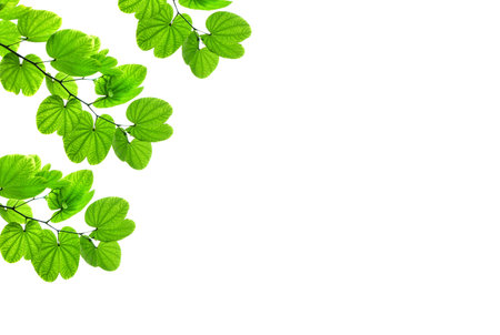 Green leaves with branch isolate white backgroundの写真素材