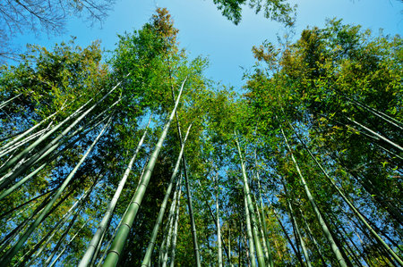 Bamboo forest in  Arashiyama Kyoto Japanの写真素材